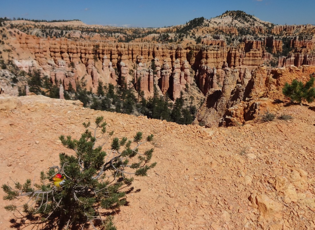Rubber Ducky looking over at Bryce Canyon