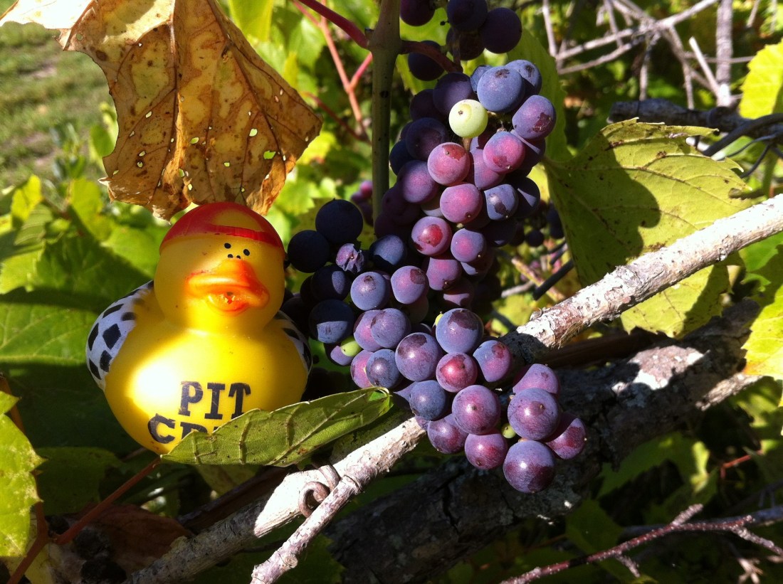 rubber ducky enlightenment fall 2017