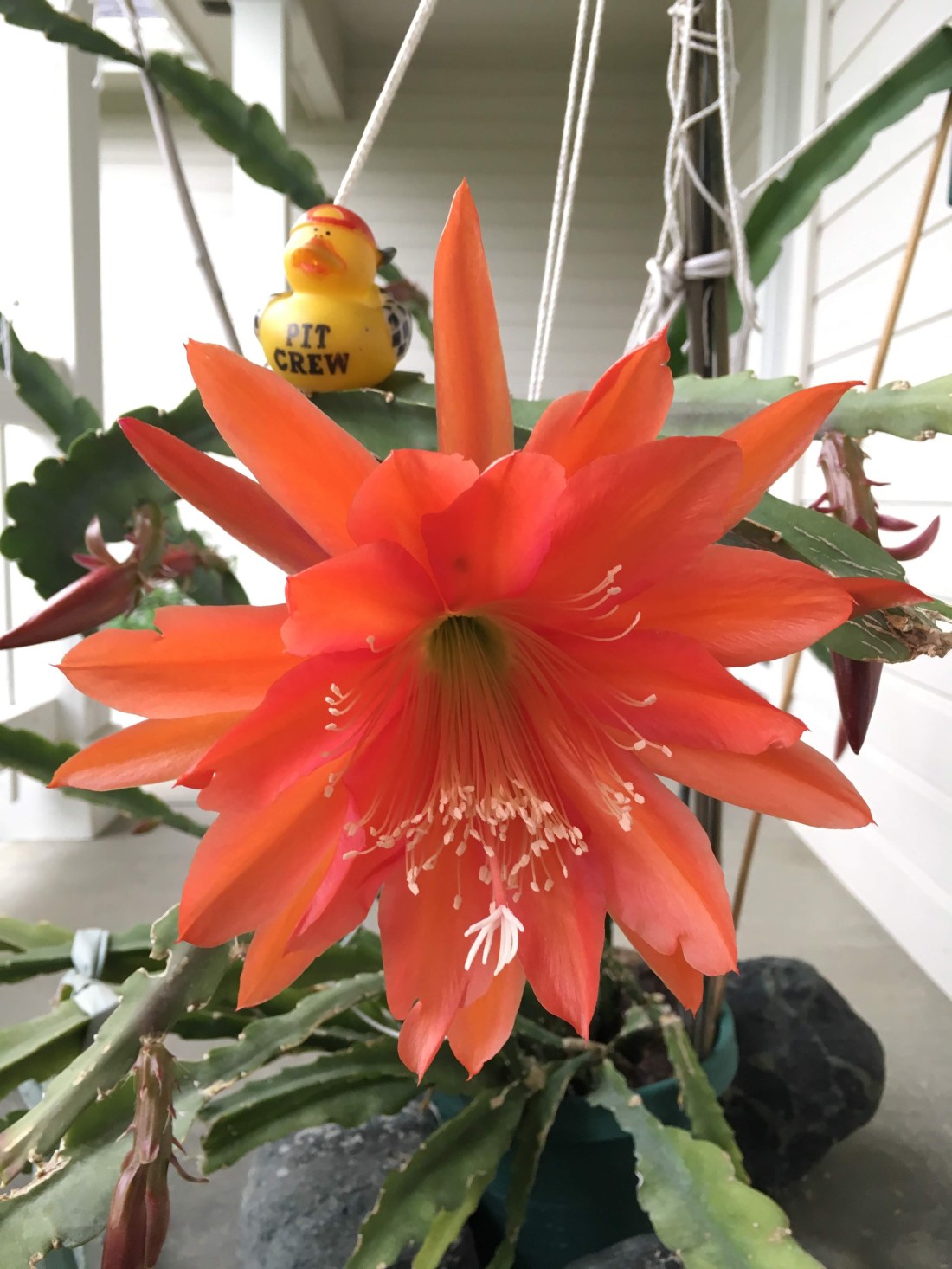 magicplant20190525_first_one_rd