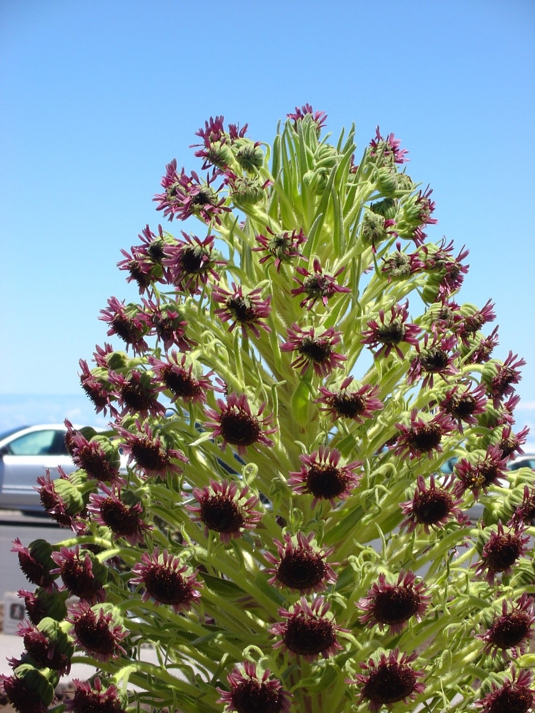 silver-sword-close-1