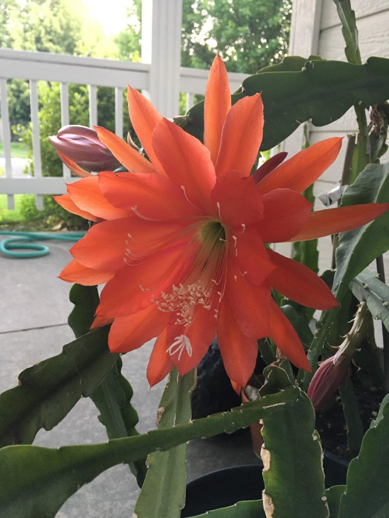 Orchid cactus (epiphyllum) bloom.
